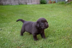 Čokoládová štěňata - labradorský retriever s PP