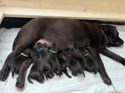 Čokoládová štěňata - labradorský retriever s PP