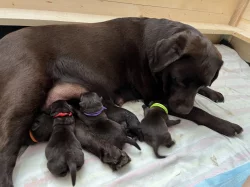 Čokoládová štěňata - labradorský retriever s PP