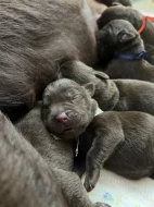 Čokoládová štěňata - labradorský retriever s PP