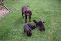 Čokoládová štěňata - labradorský retriever s PP