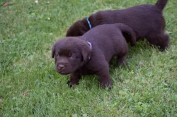 Čokoládová štěňata - labradorský retriever s PP