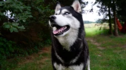 Štěňata husky s PP