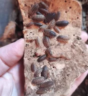 Porcellio scaber calio