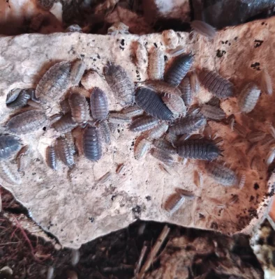 Porcellio scaber calio