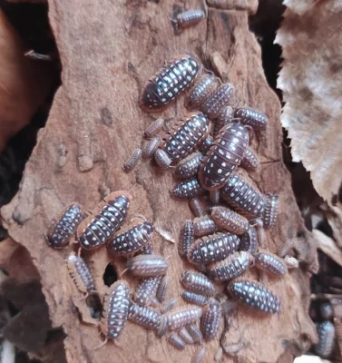 Armadillidium werneri