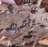 Armadillidium werneri