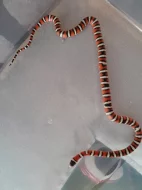 Lampropeltis pyromelana