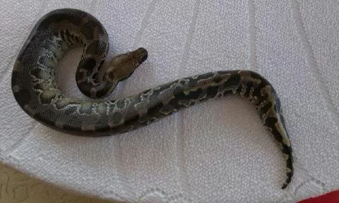 Python curtus curtus