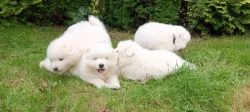 Samojed luxusní štěňata s PP