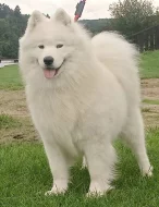 Samojed luxusní štěňata s PP