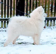 Samojed luxusní štěňata s PP