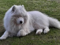 Samojed luxusní štěňata s PP