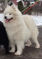 Samojed luxusní štěňata s PP