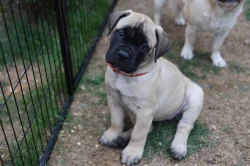 Štěňátka bullmastiff, bulmastif, bullmastif