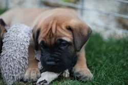 Štěňátka bullmastiff, bulmastif, bullmastif