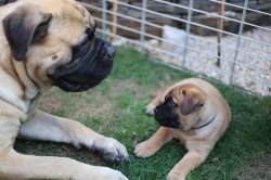 Štěňátka bullmastiff, bulmastif, bullmastif