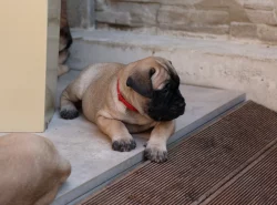 Štěňátka bullmastiff, bulmastif, bullmastif