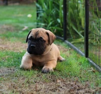 Štěňátka bullmastiff, bulmastif, bullmastif