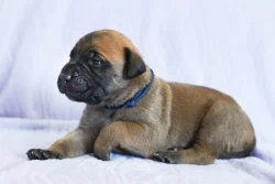 Štěňátka bullmastiff, bulmastif, bullmastif