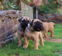 Štěňátka bullmastiff, bulmastif, bullmastif