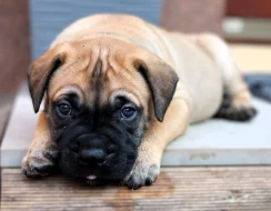 Štěňátka bullmastiff, bulmastif, bullmastif