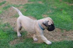 Štěňátka bullmastiff, bulmastif, bullmastif