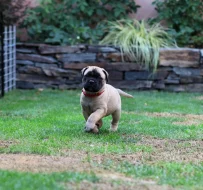 Štěňátka bullmastiff, bulmastif, bullmastif