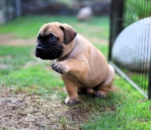 Štěňátka bullmastiff, bulmastif, bullmastif