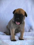 Štěňátka bullmastiff, bulmastif, bullmastif