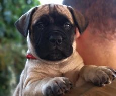 Štěňátka bullmastiff, bulmastif, bullmastif