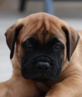 Štěňátka bullmastiff, bulmastif, bullmastif