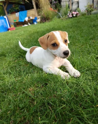 Jack Russell teriér