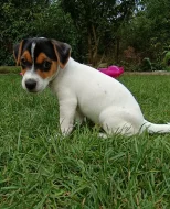 Jack Russell teriér