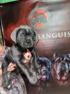 Prodám Cane Corso s PP