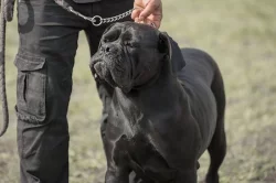 Prodám Cane Corso s PP