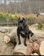 Prodám Cane Corso s PP