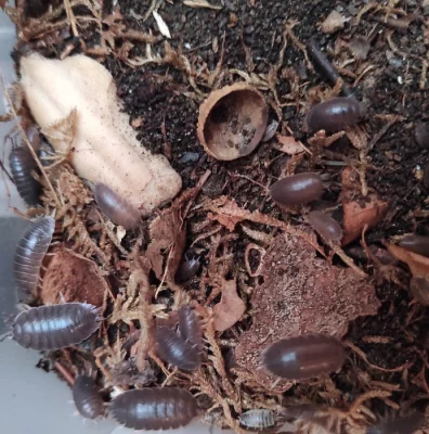 Porcellio laevis wild color