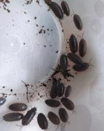 Porcellio laevis wild color