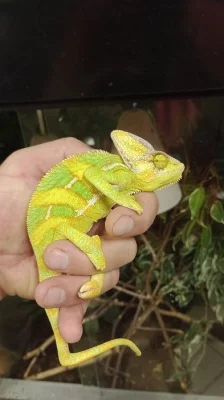 Chameleon jemenský (Chamaeleo calyptratus)