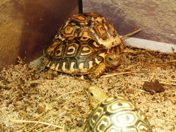 Želva pardálí (Stigmochelys pardalis)