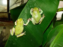 Rosnice siná (Litoria infrafrenata)