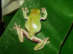 Rosnice siná (Litoria infrafrenata)