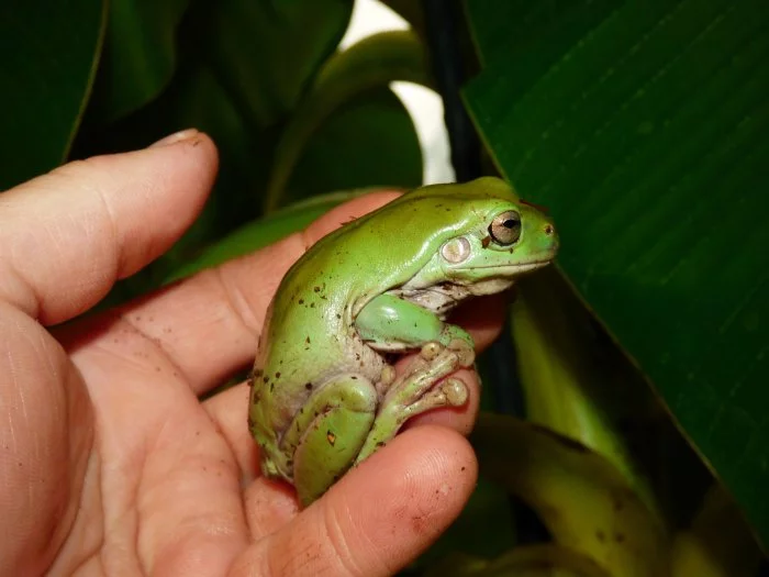 Rosnice siná (Litoria infrafrenata)