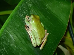 Rosnice siná (Litoria infrafrenata)