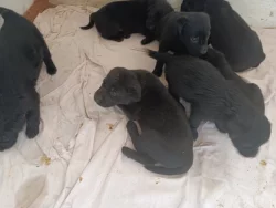 Zadáváme štěňatka černé barvy - labradorske retrívry