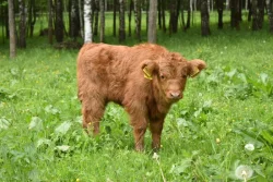 Prodám letošní a loňské býčky Highland-Skotský náhorní skot