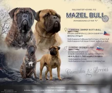 Bullmastif, Bulmastif, Bullmastiff, Bulmastiff