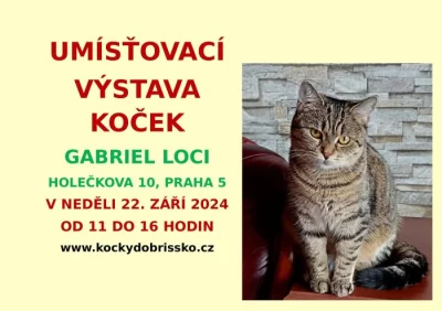 Umísťovací výstava koček v Gabriel Loci