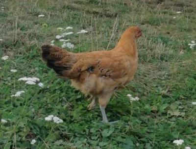 Kohout Šumavanky 🐓